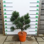 Borovica lesná (Pinus sylvestris) ´CHANTRY BLUE´ - výška 50-60 cm, kont. C5L